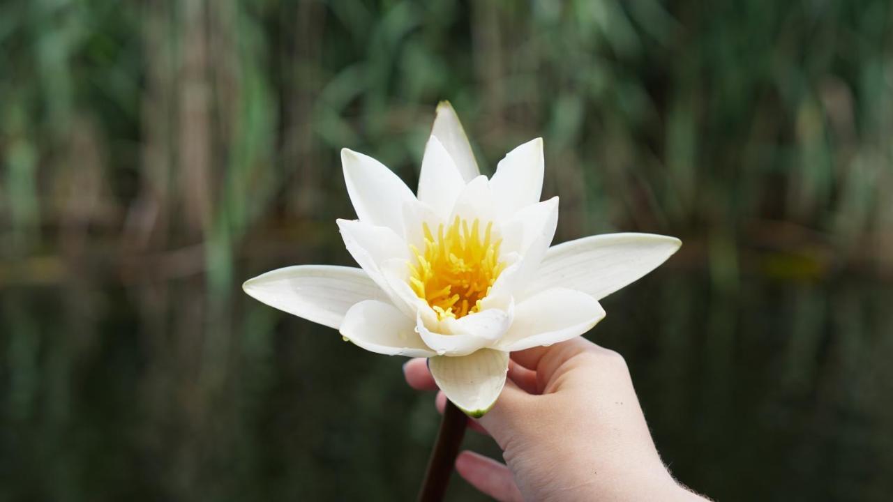 Casa Matei 호텔 마흐무디아 외부 사진